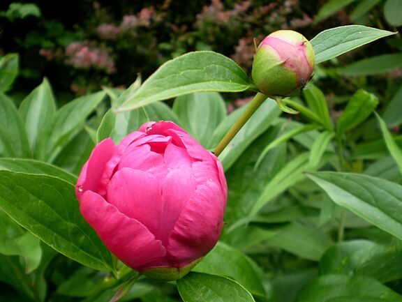 heilnetzcedepe-blossom-2360868.jpg  